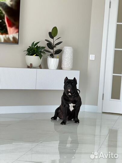 Американский булли вязка