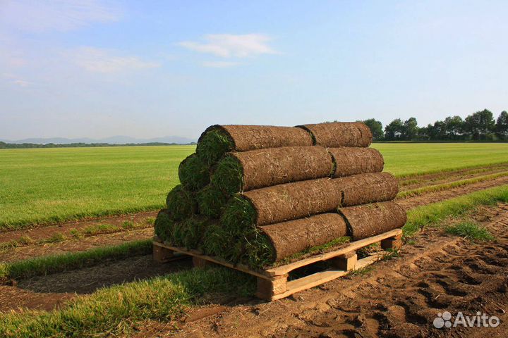 Рулонный газон