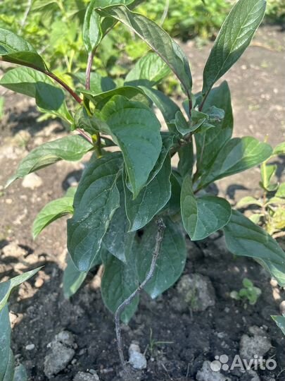 Саженцы сирени