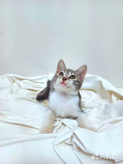 Котенок спасеныш ищет дом