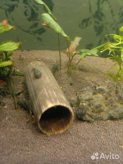 Сомики анцитрусы