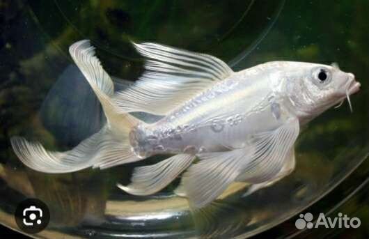 Декоративная рыба в пруд