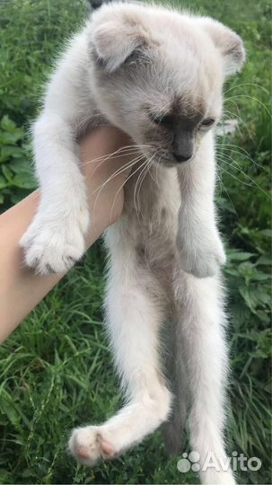 Кошечка в добрые руки