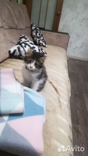 Кошка в дар