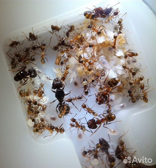 Муравьи для фермы