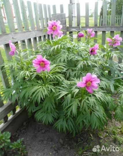 Пион уклоняющийся (Марьин корень)