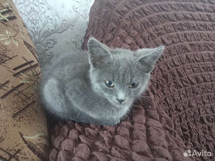 Котенок мальчик в добрые руки