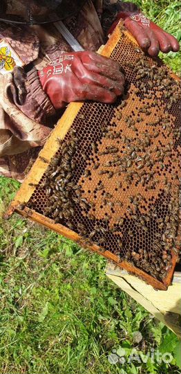 Улей с пчёлами