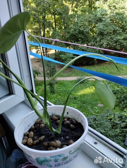 Красивые комнатные цветы : их детки