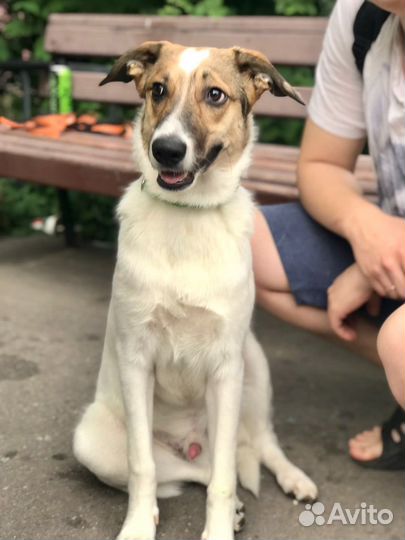 Собака в добрые руки