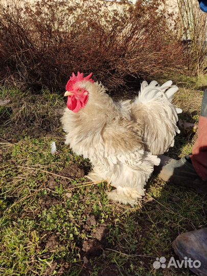 Петухи и куры Йокогама, Кохинхины, Лакендази