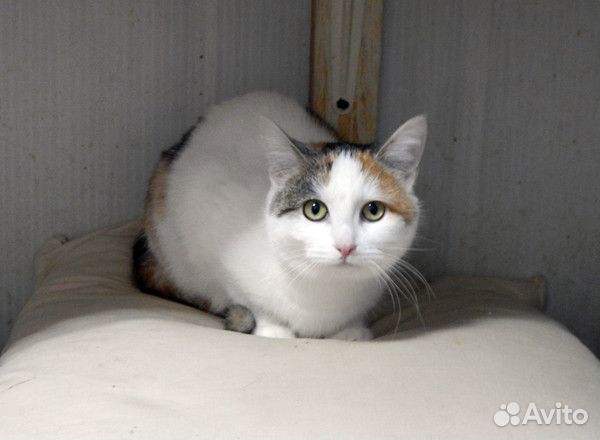 Молодая кошечка Лиза