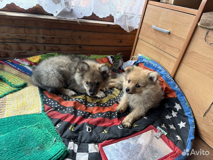 Мальчик немецкий шпиц мини