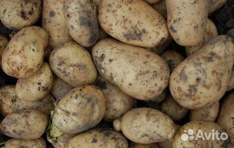 Продам картофель