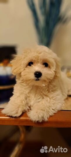 Щенки мальтипу f1 мини,стандарт