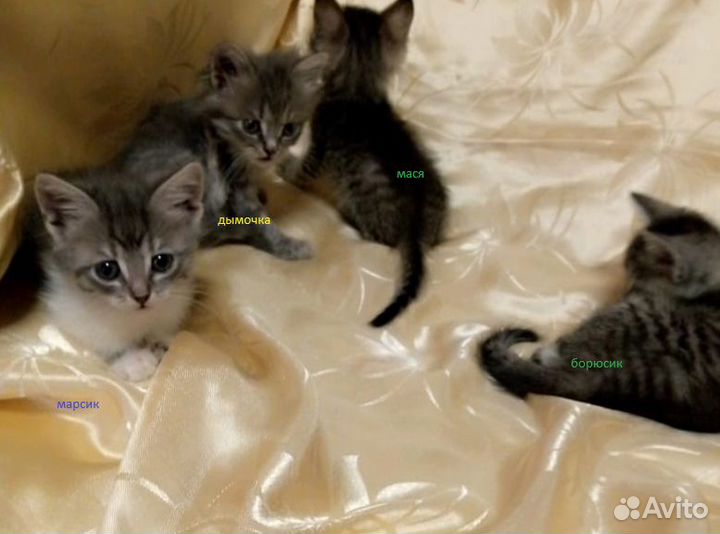 Котята от тайской кошки
