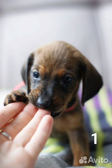 Щенок шоколадной таксы