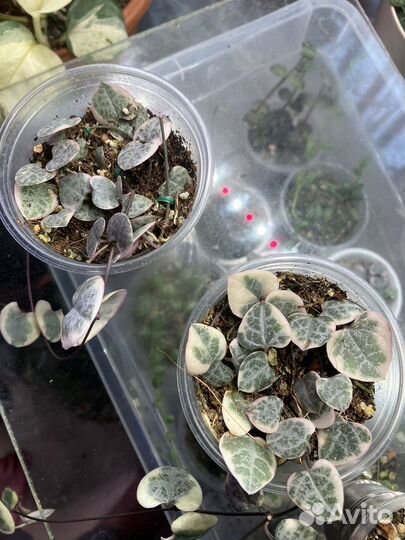 Церопегия вуда вариегатная