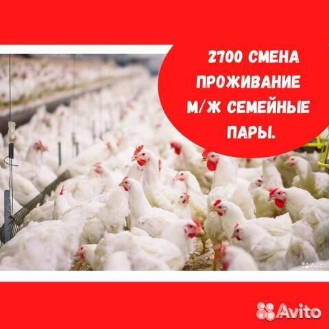 Вахта от 15 смен Упаковщик яичек Москва