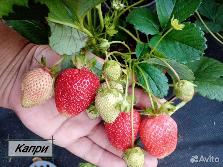 Клубника, земляника крупноплодная нсд и ксд