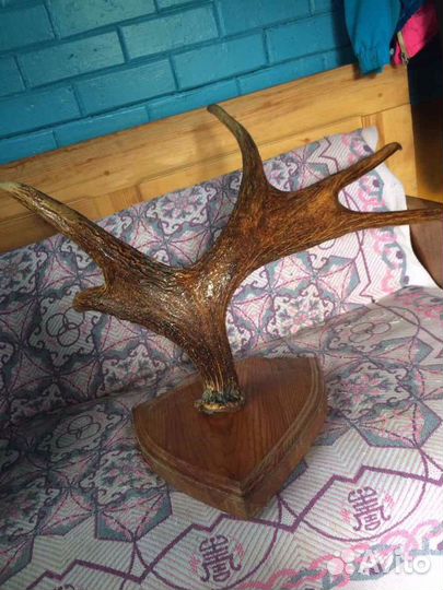 Продам рога лося