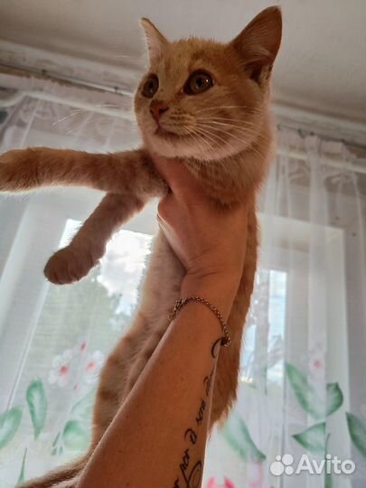 Кошка в дар