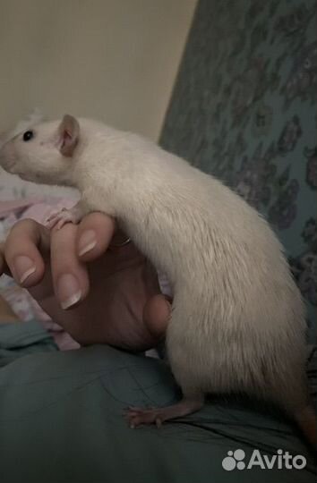 Отдам декоративную крысу бесплатно