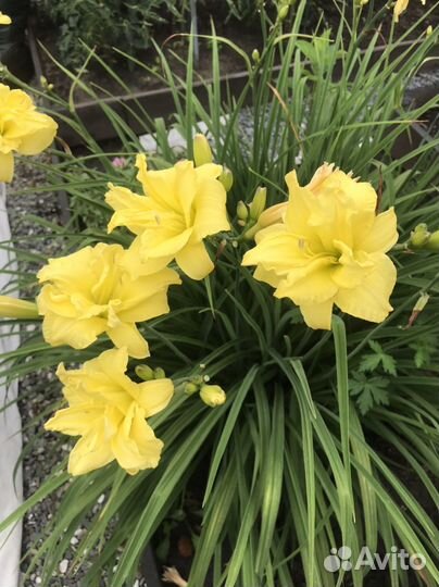 Лилейник сортовой