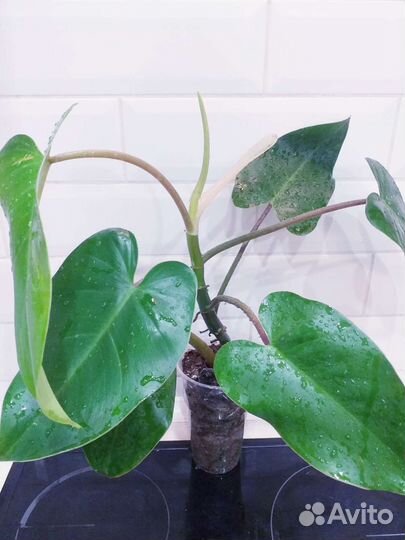 Филодендрон