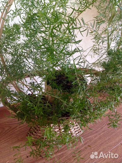 Комнатный цветок с корзиной