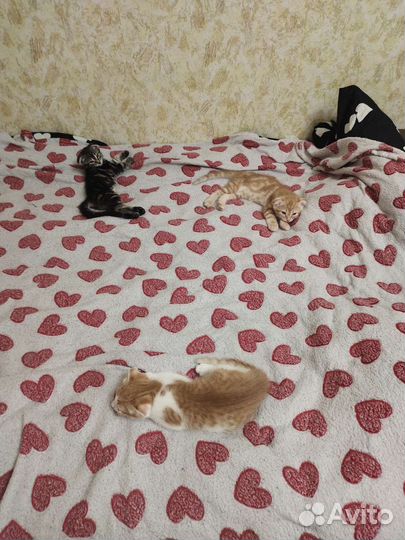 Котята в добрые руки