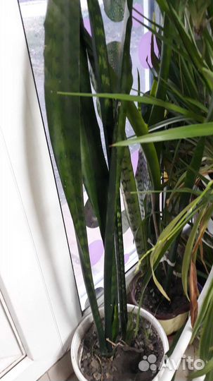 Сансевиерия