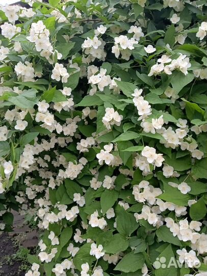 Чубушник, Сибирский Жасмин, много разных растений