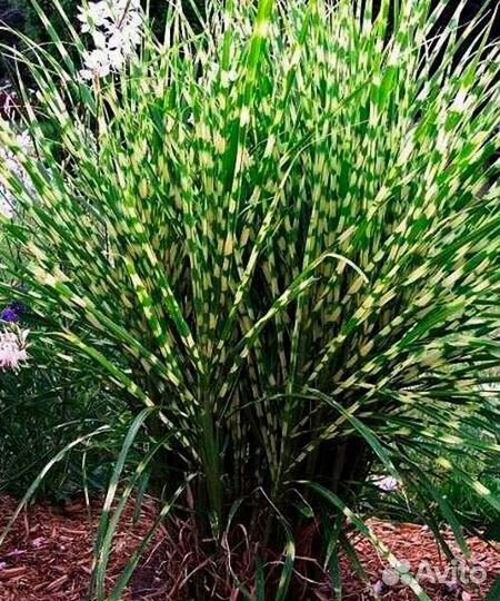 Императа Ред барон, Мискантус Голд бар