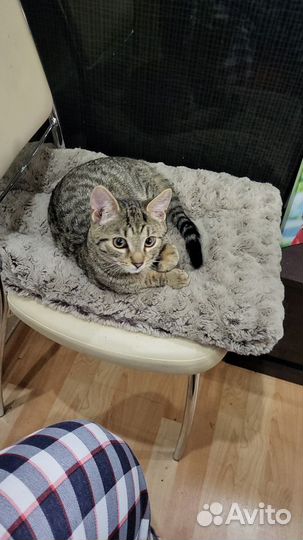 Котята в добрые руки бесплатно