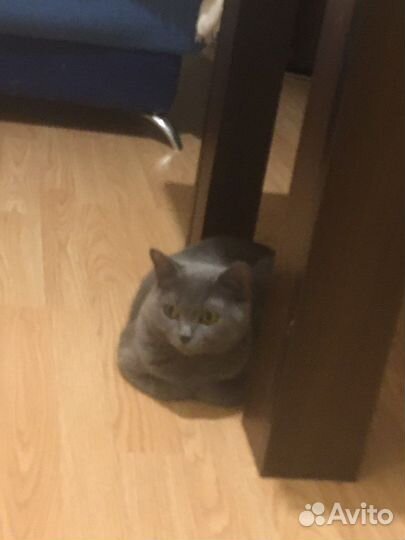 Британские котята