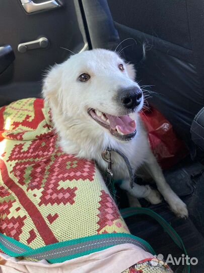 Спасенная Ёлка ищет семью