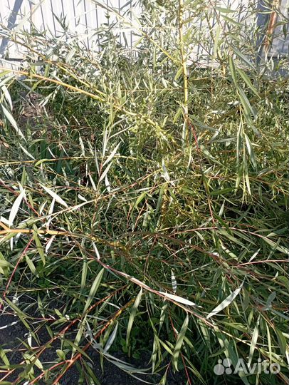 Саженцы и вы и каштана