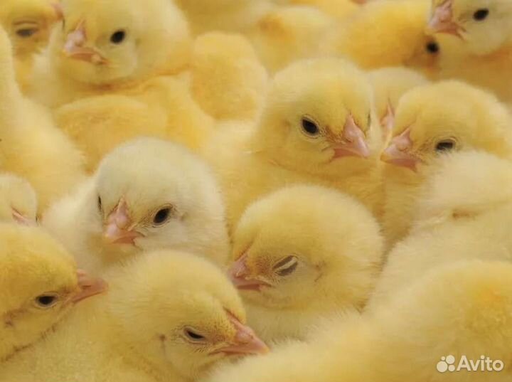Цыплята бройлер