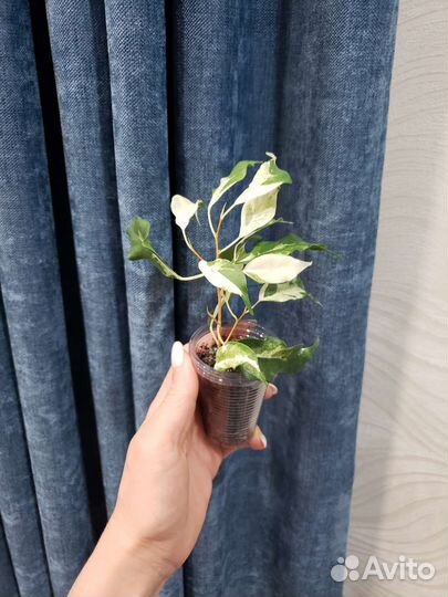 Фикус Керли