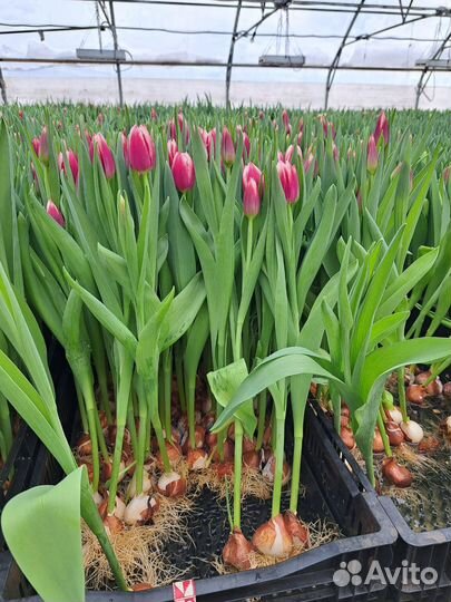 Тюльпаны высокие