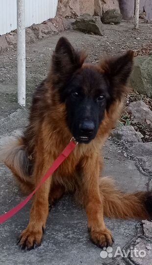 Кобель длинношерстный немецкая овчарка
