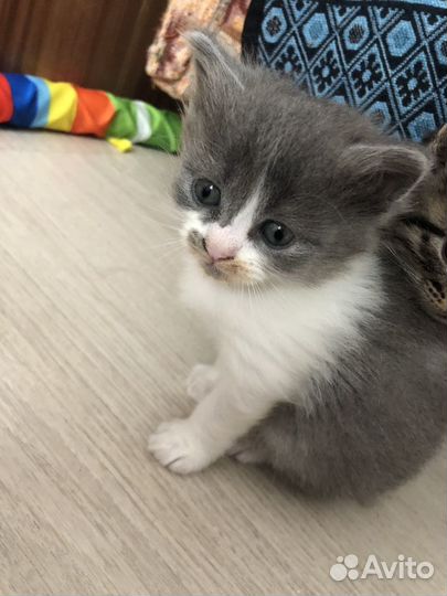 Кошка в дар