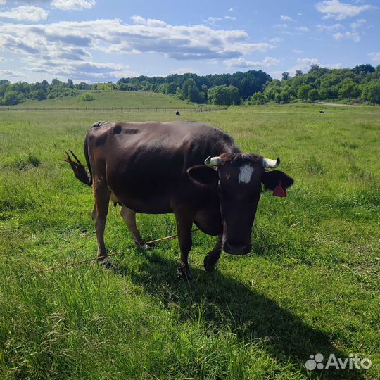 Домашние животные коровы