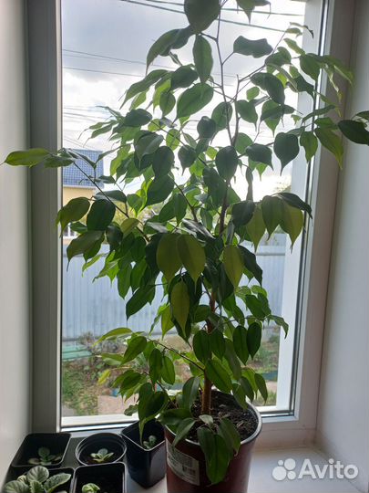 Фикус бенджамина