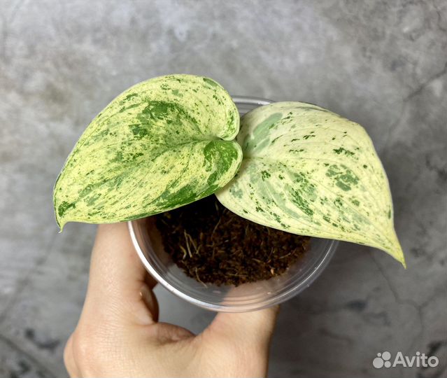 Сциндапсусы