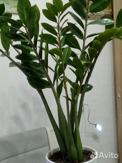 Замиокулькас