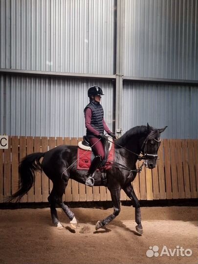 Ганноверский мерин 2015 г