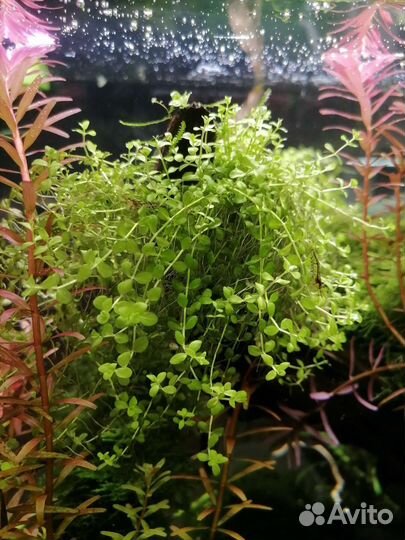 Аквариумные растения