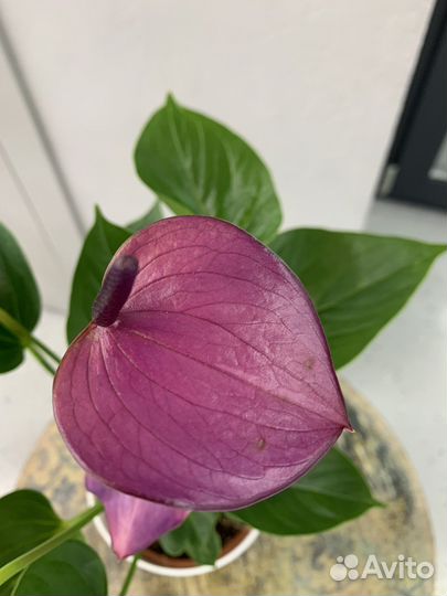 Антуриум сортовые